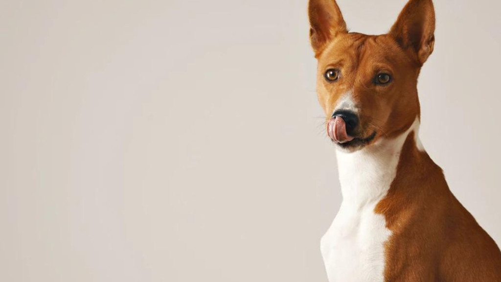 Consejos para educar a tu perro
