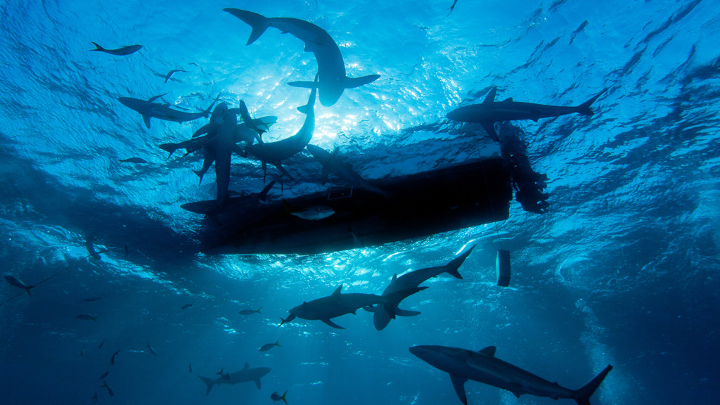 Los tiburones de la isla fantasma