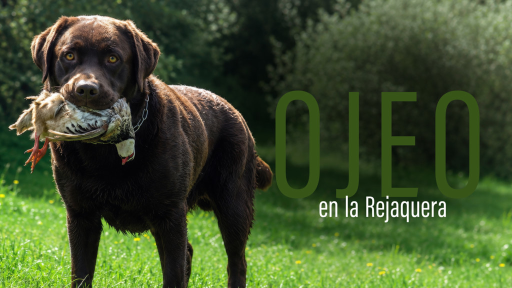 Ojeo en la rejaquera