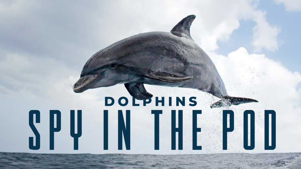 Delfines: Un espía en la manada