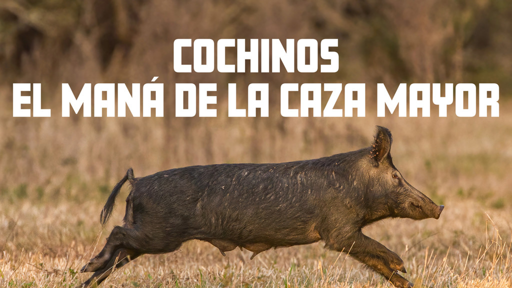Cochinos el maná de la caza mayor