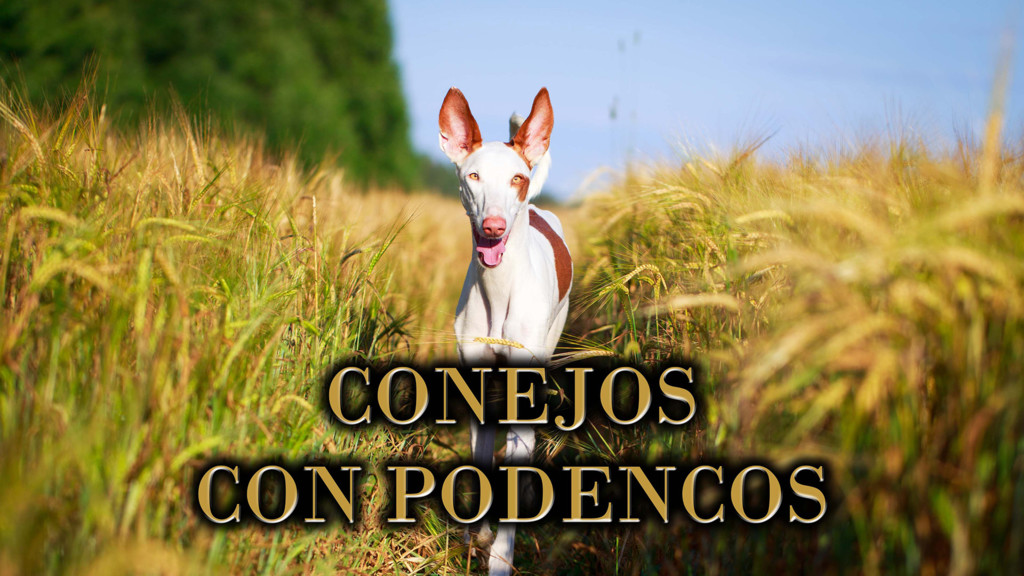 Conejos con podencos