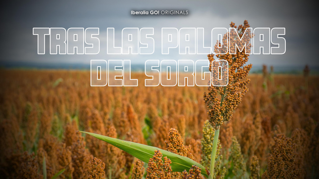 Tras Las Palomas Del Sorgo