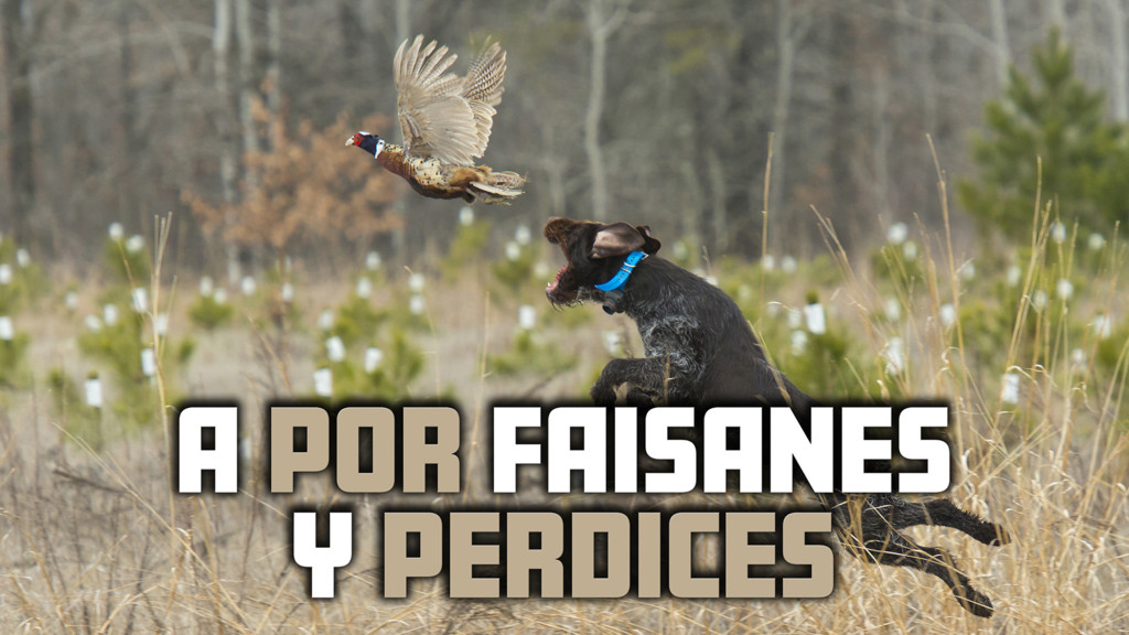 A Por Faisanes Y Perdices