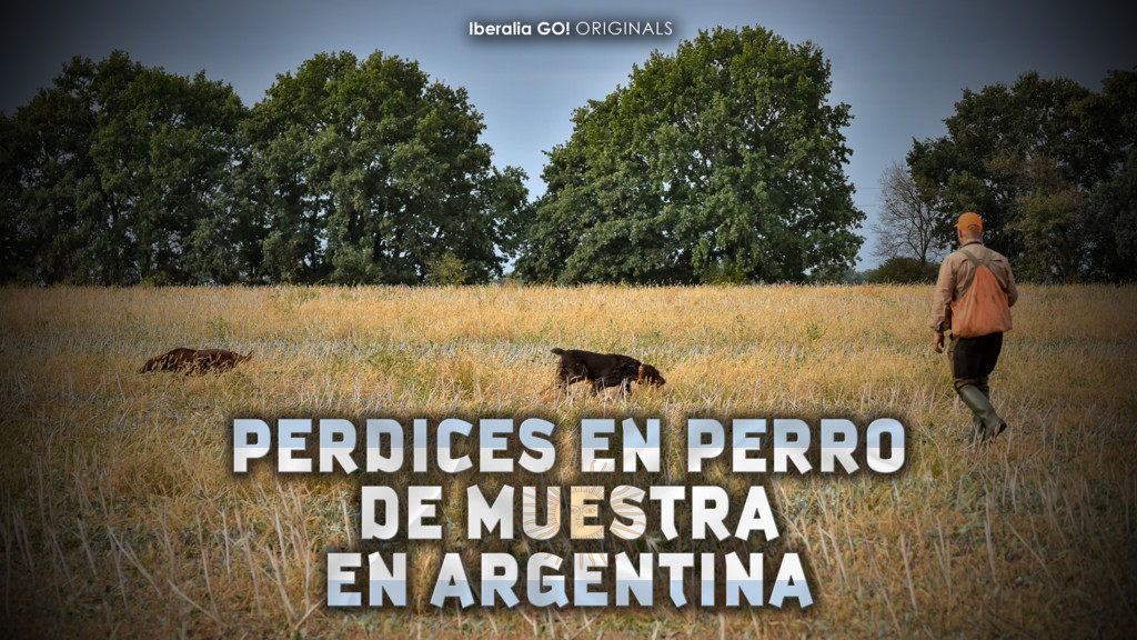 Perdices en perro de muestra en Argentina