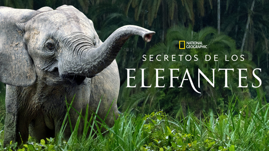 Los secretos de los elefantes