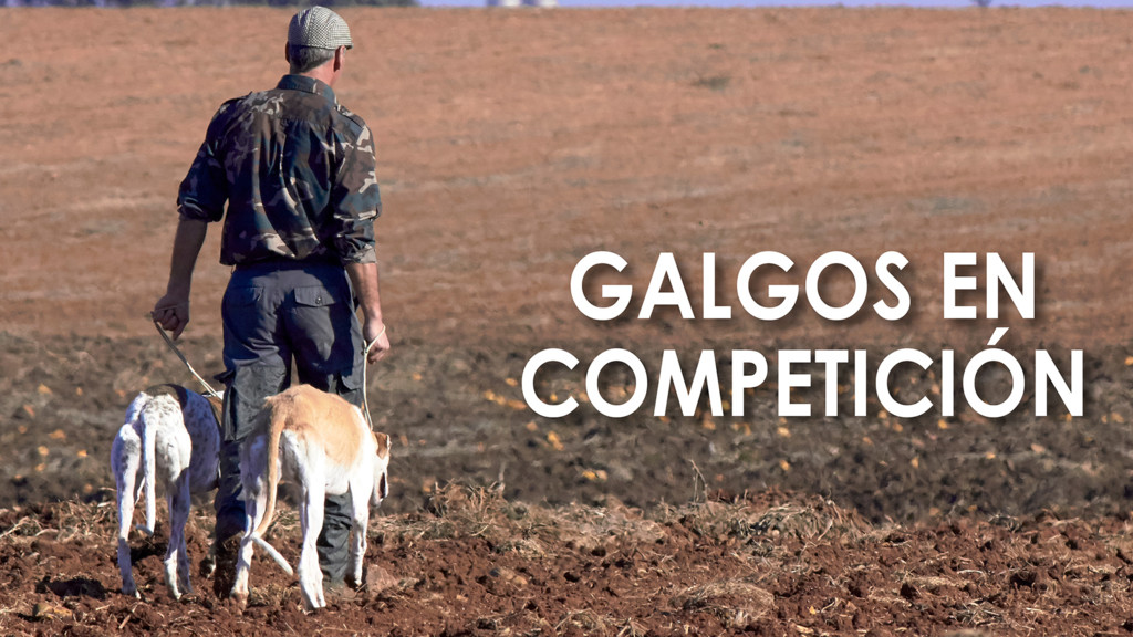 Galgos en competición