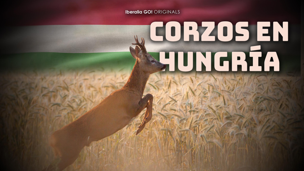 Corzos En Hungria