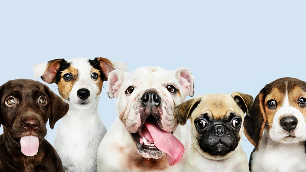 Gatos y perros