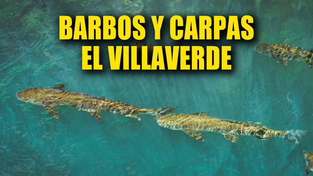 Barbos Y Carpas El Villaverde