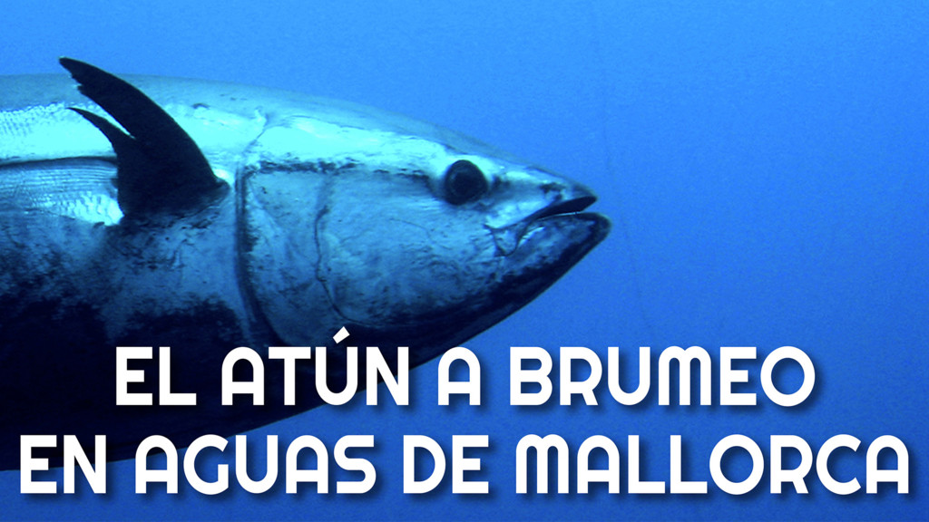 El Atún A Brumeo En Aguas De Malorca