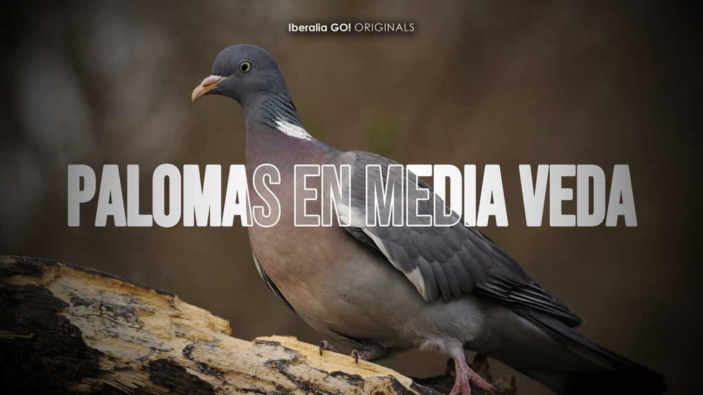 Palomas en media veda