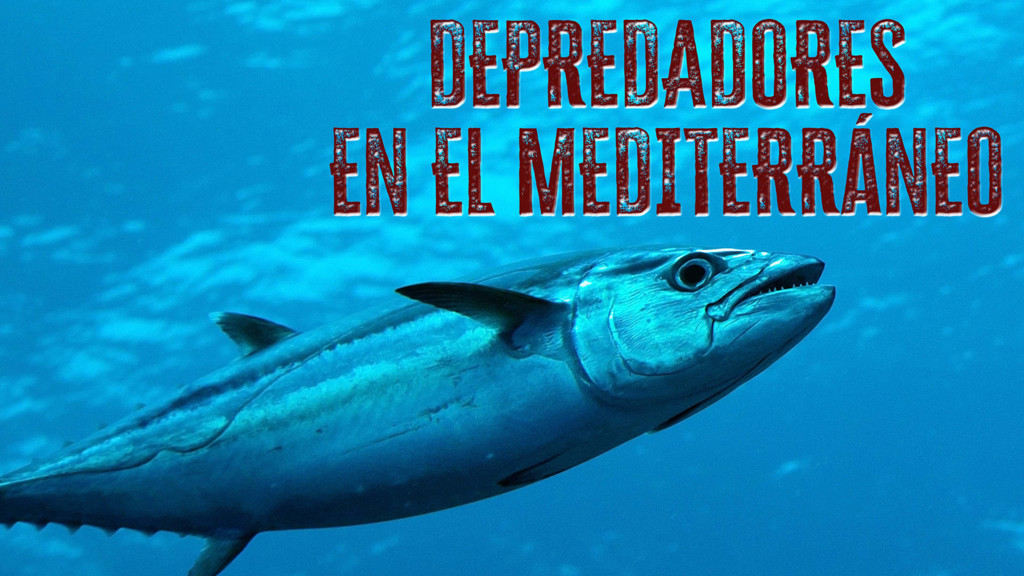 Depredadores En El Mediterraneo