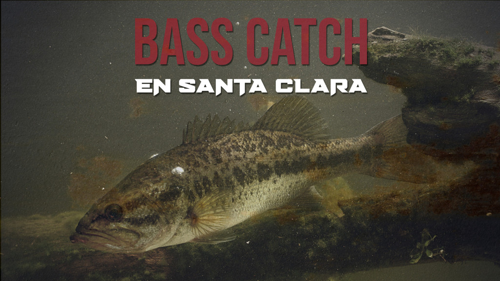 Bass Catch En Santa Clara