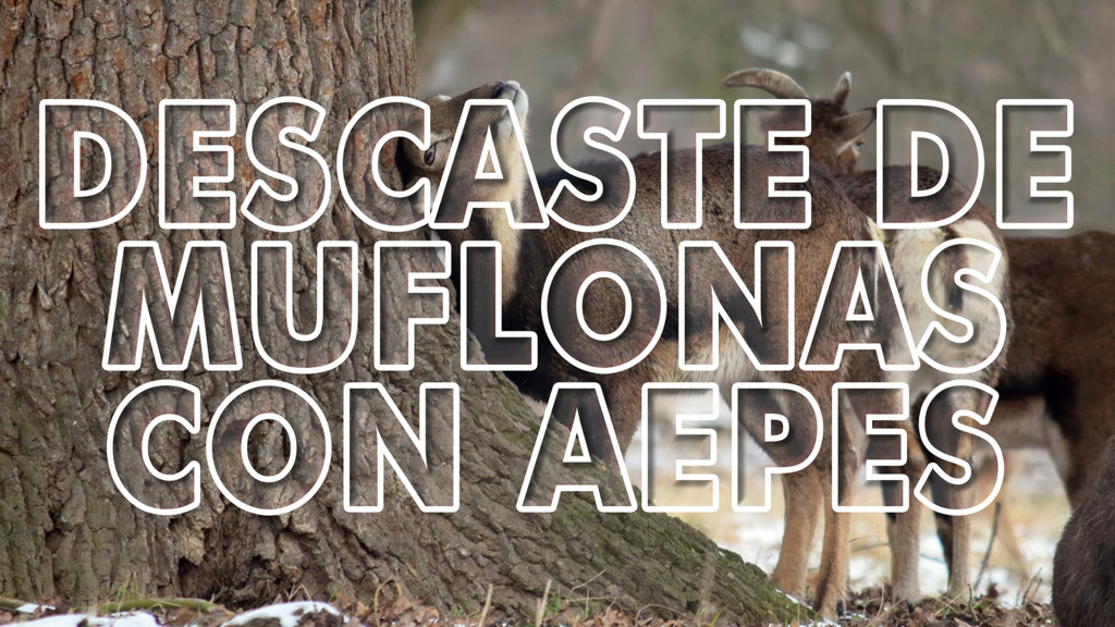 Descaste de muflones con aepes