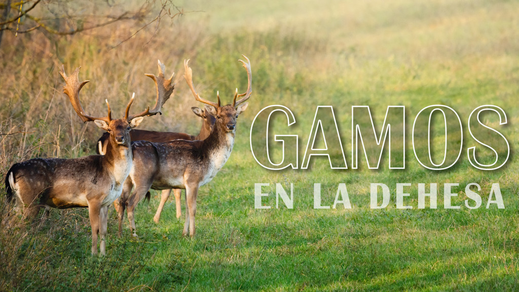 Gamos En La Dehesa