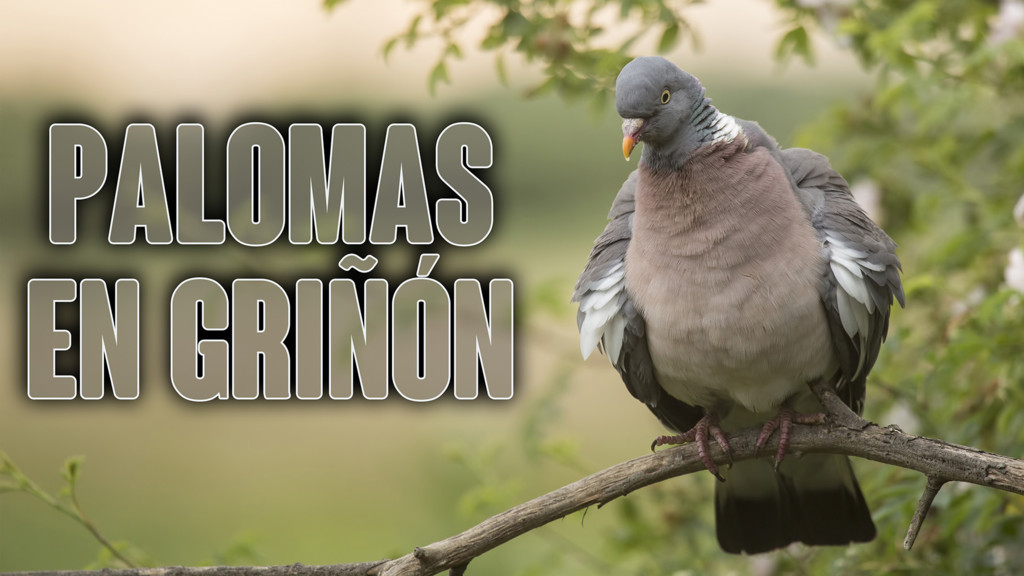 Palomas en Griñón