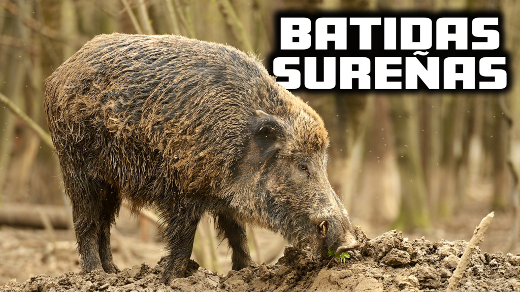 Batidas sureñas