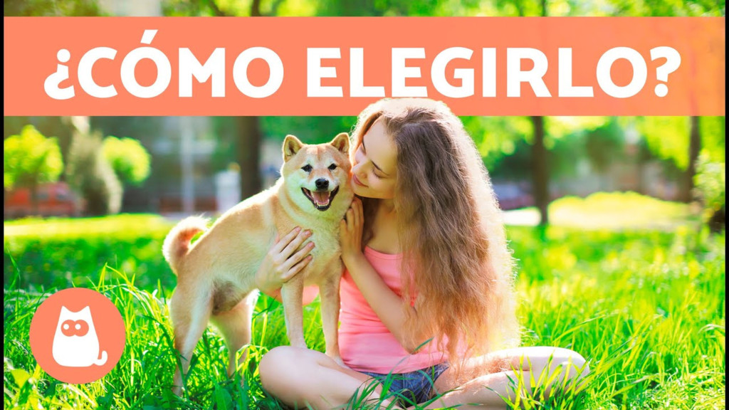 La importancia de la adopción y el voluntariado