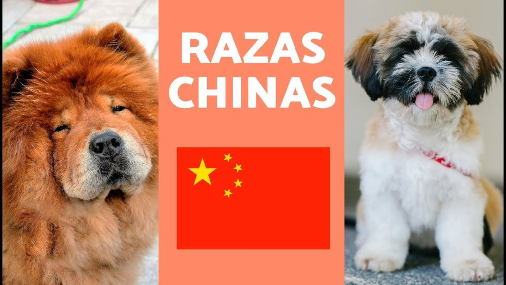 Características de diferentes razas