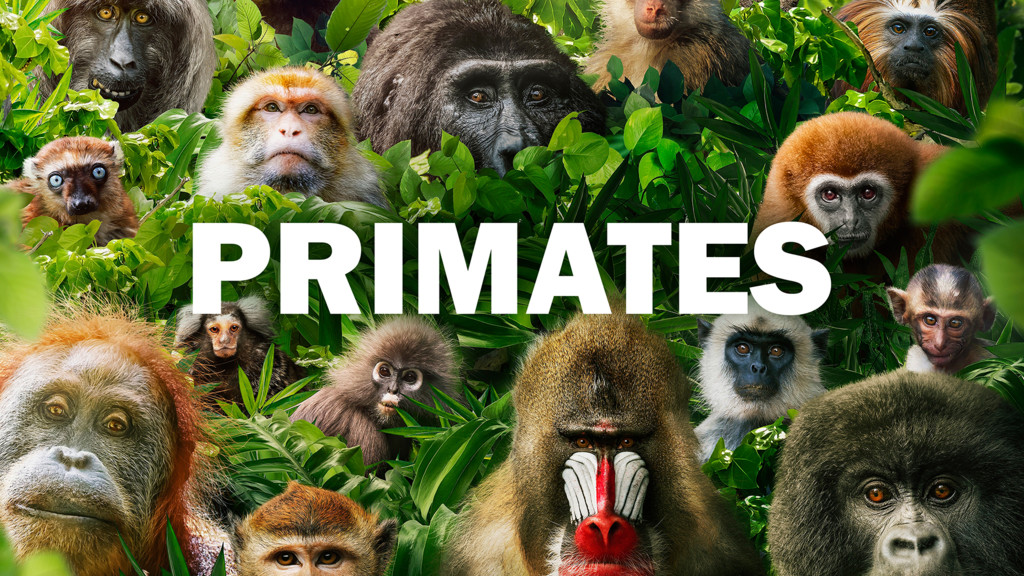 Primates