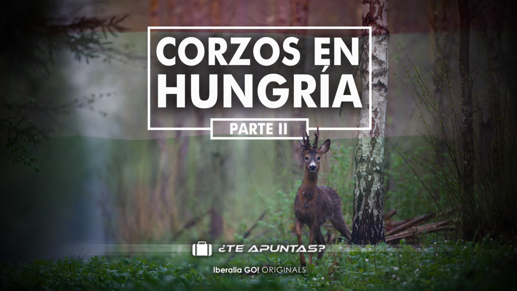 Corzos En Hungría II Parte