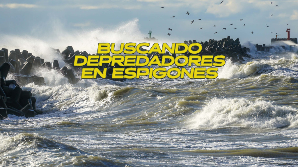 Predadores En Espigones