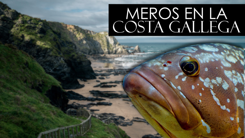 Meros En La Costa Gallega