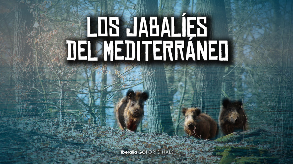 Los Jabalies Del Mediterraneo 2