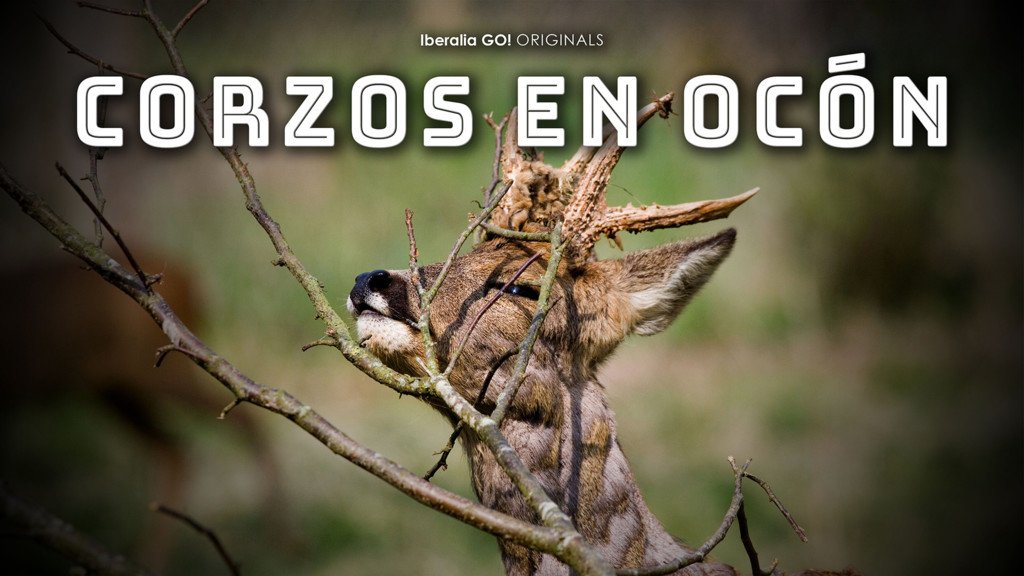 Corzos en Ocón