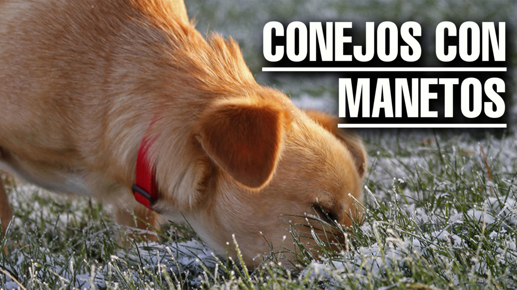 Conejos con manetos