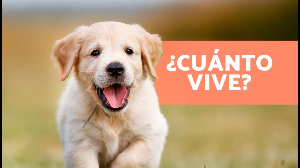 Sus etapas de la vida