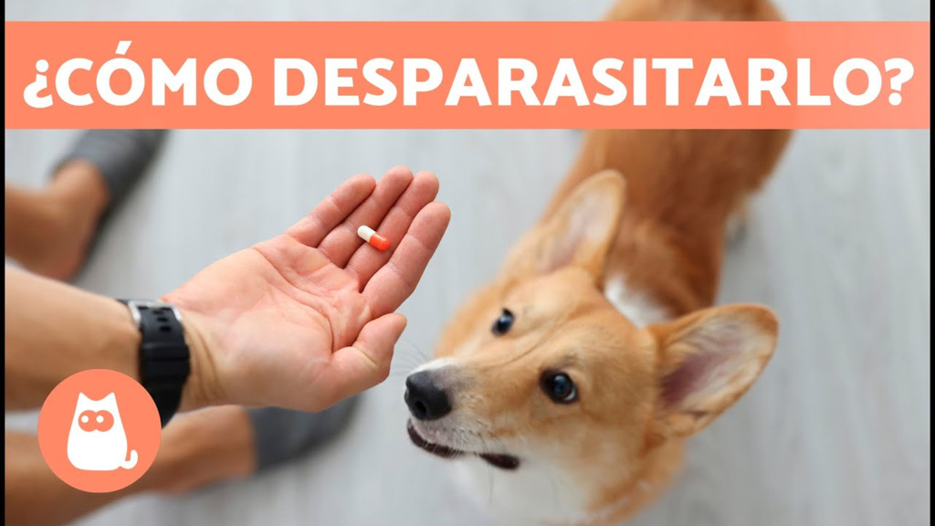 Cuidados imprescindibles de los perros