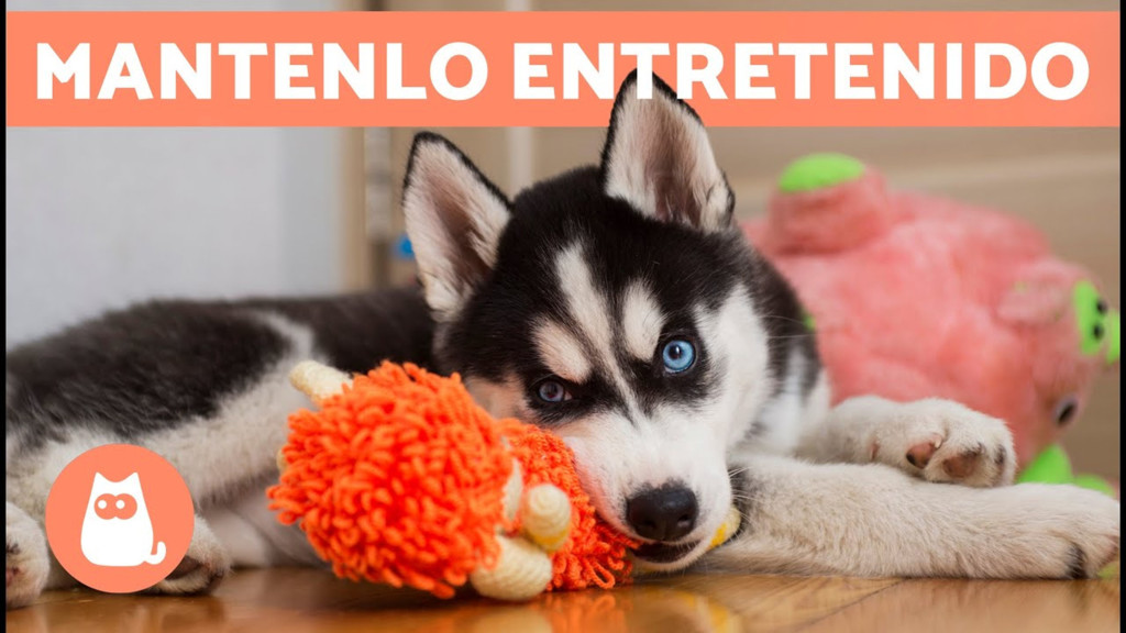 Entretén a tu perro en casa