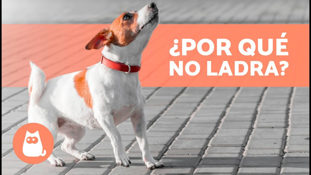 ¿Cómo se comunica?