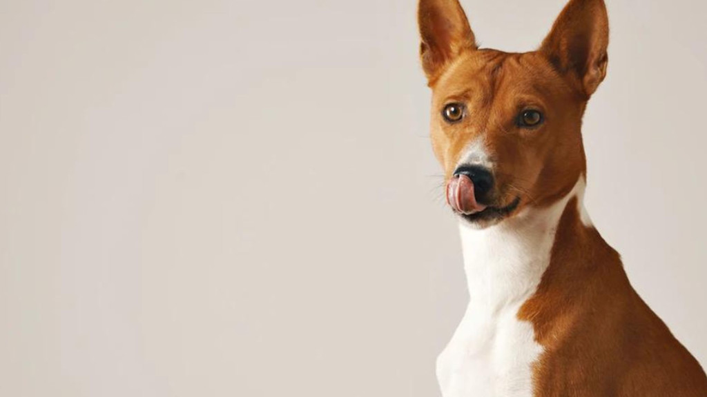 El adiestramiento canino