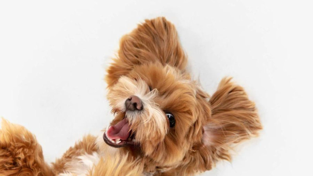 ¿Qué sienten los perros?
