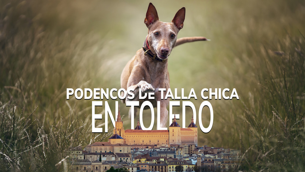 Poencos De Talla Chica