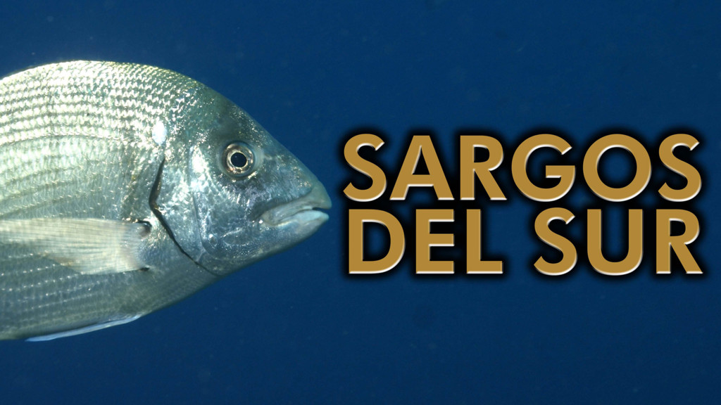 Sargos Del Sur