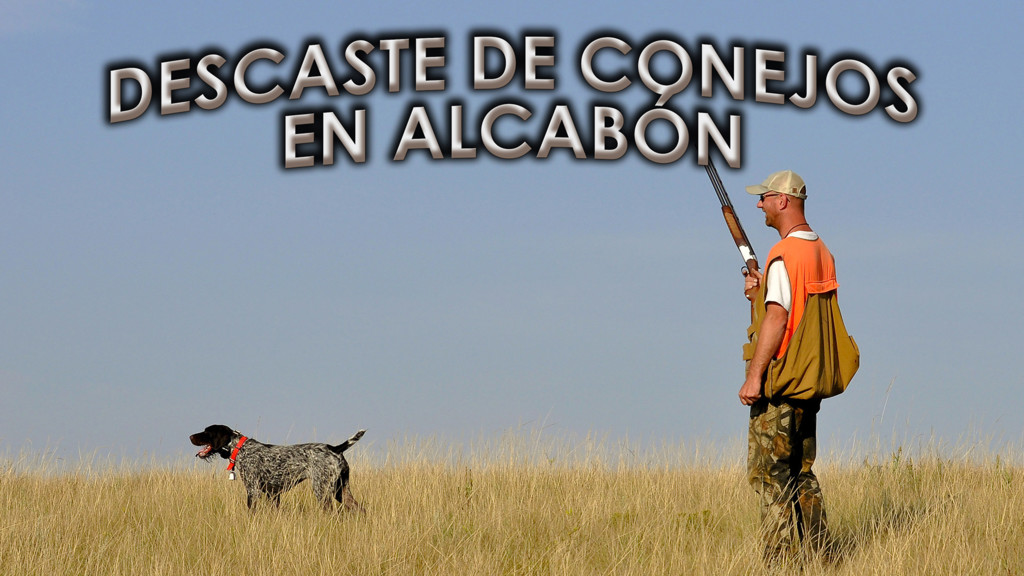 Descaste de conejos en Alcabón