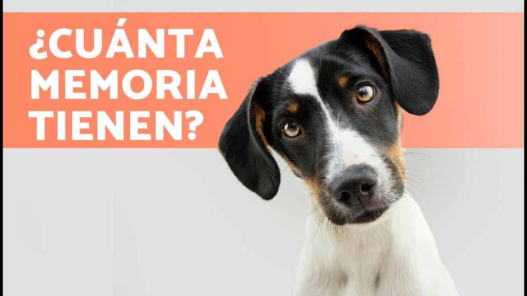Comportamientos graciosos