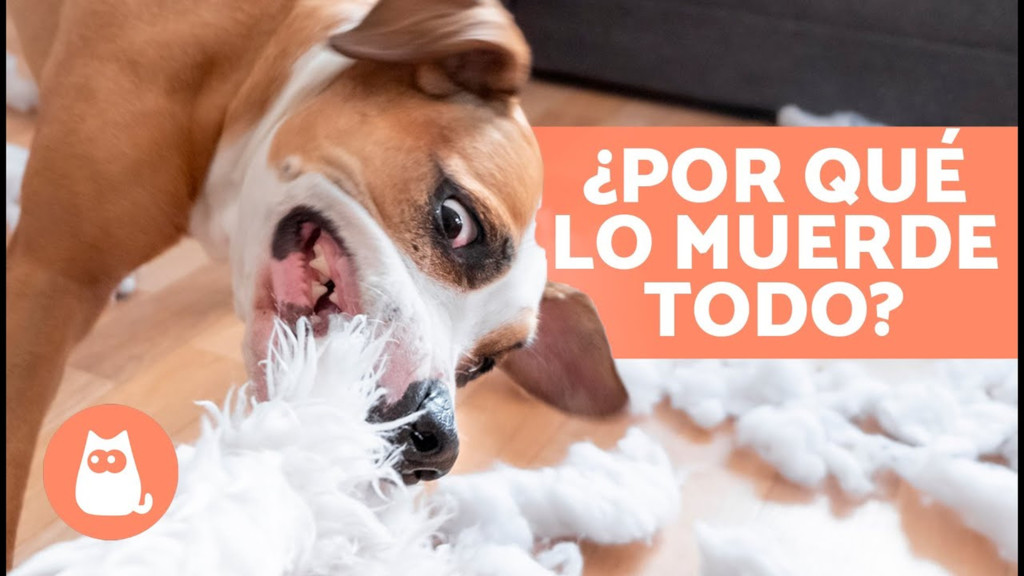 Comportamientos curiosos de los perros