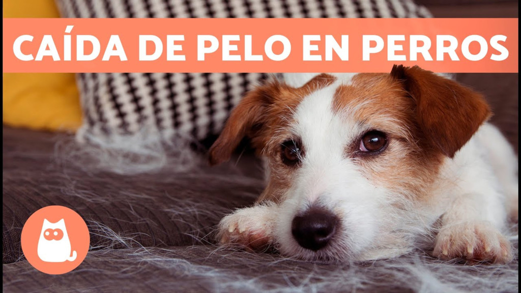 Tips para vivir con perros