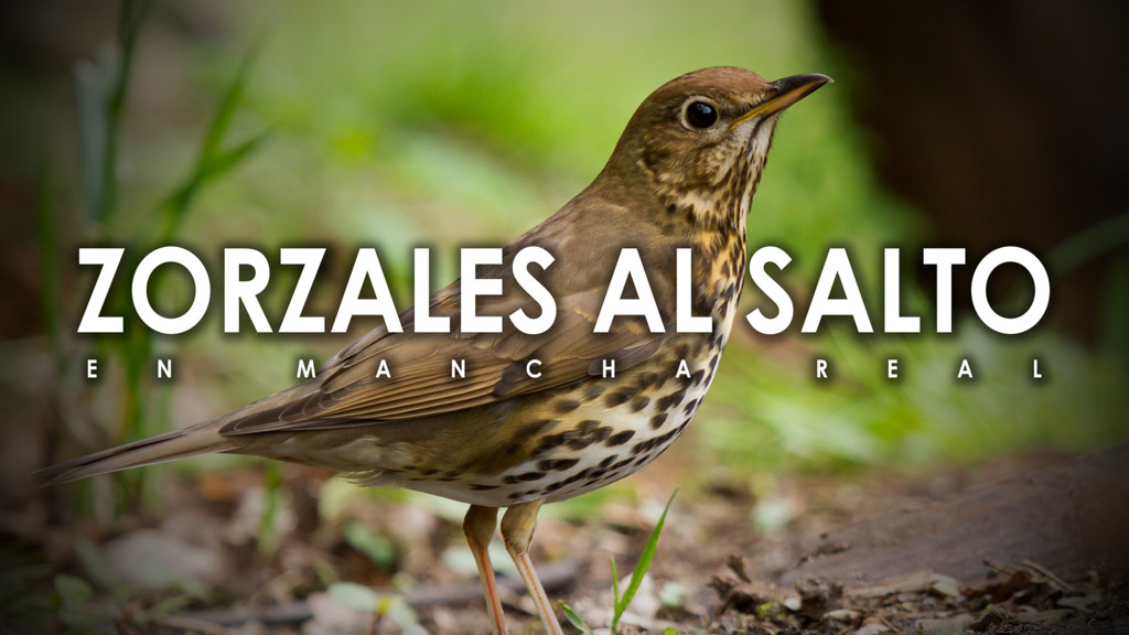 Zorzales al salto en mancha real
