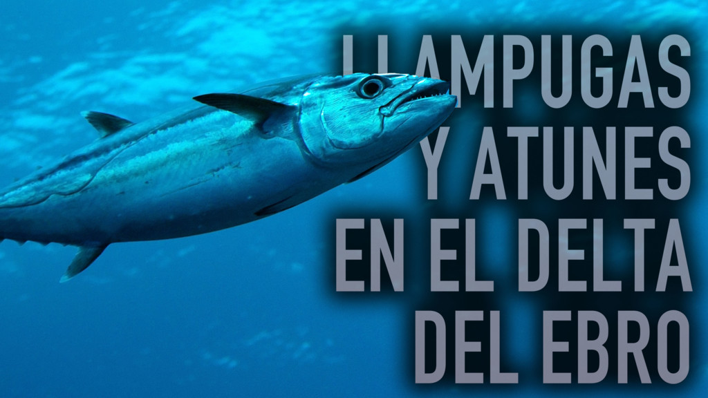 Llampugas Y Atunes En El Delta Del Ebro