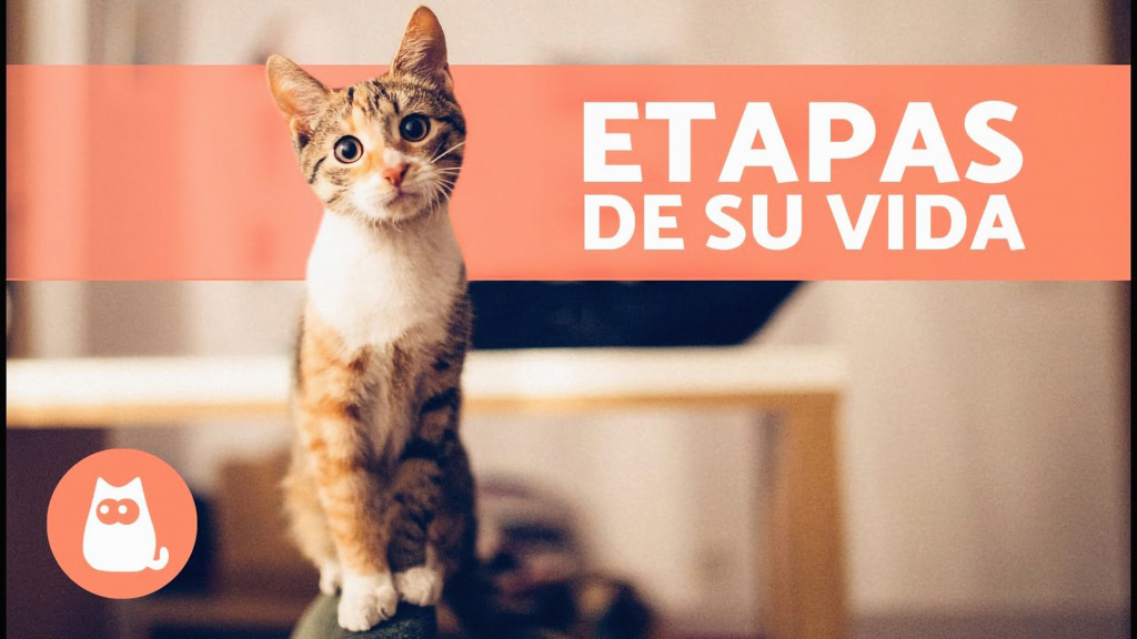 Etapas de la vida