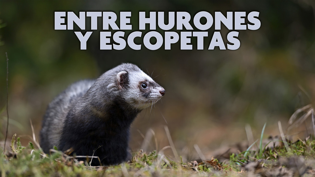 Entre Hurones Y Escopetas