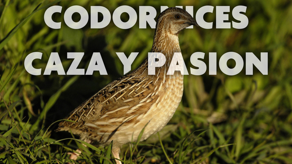 Codornices caza y pasión
