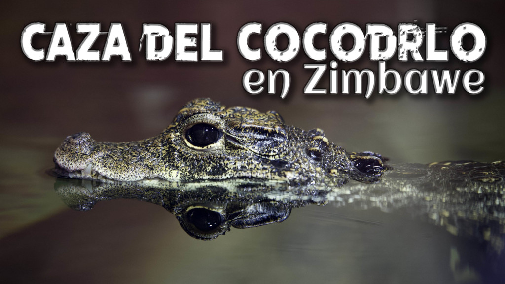 Cocodrilos en Zimbabwe con caycam