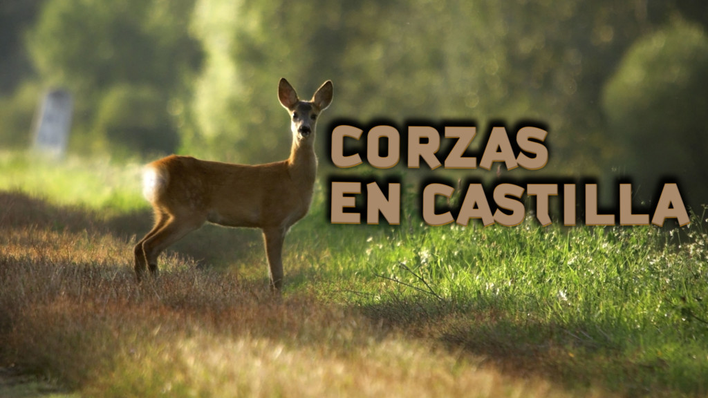 Corzos en castilla